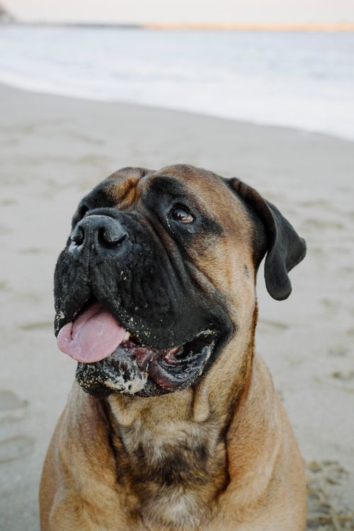 Free Close-up portrait of a Bullmastiff dog on a sandy beach, enjoying the outdoors. Stock Photo