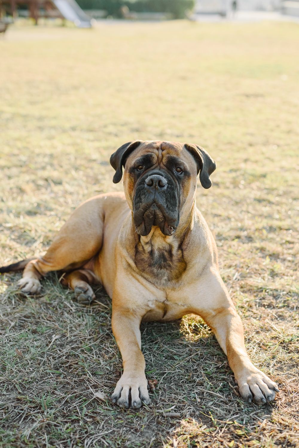 Bullmastiff, photo 4