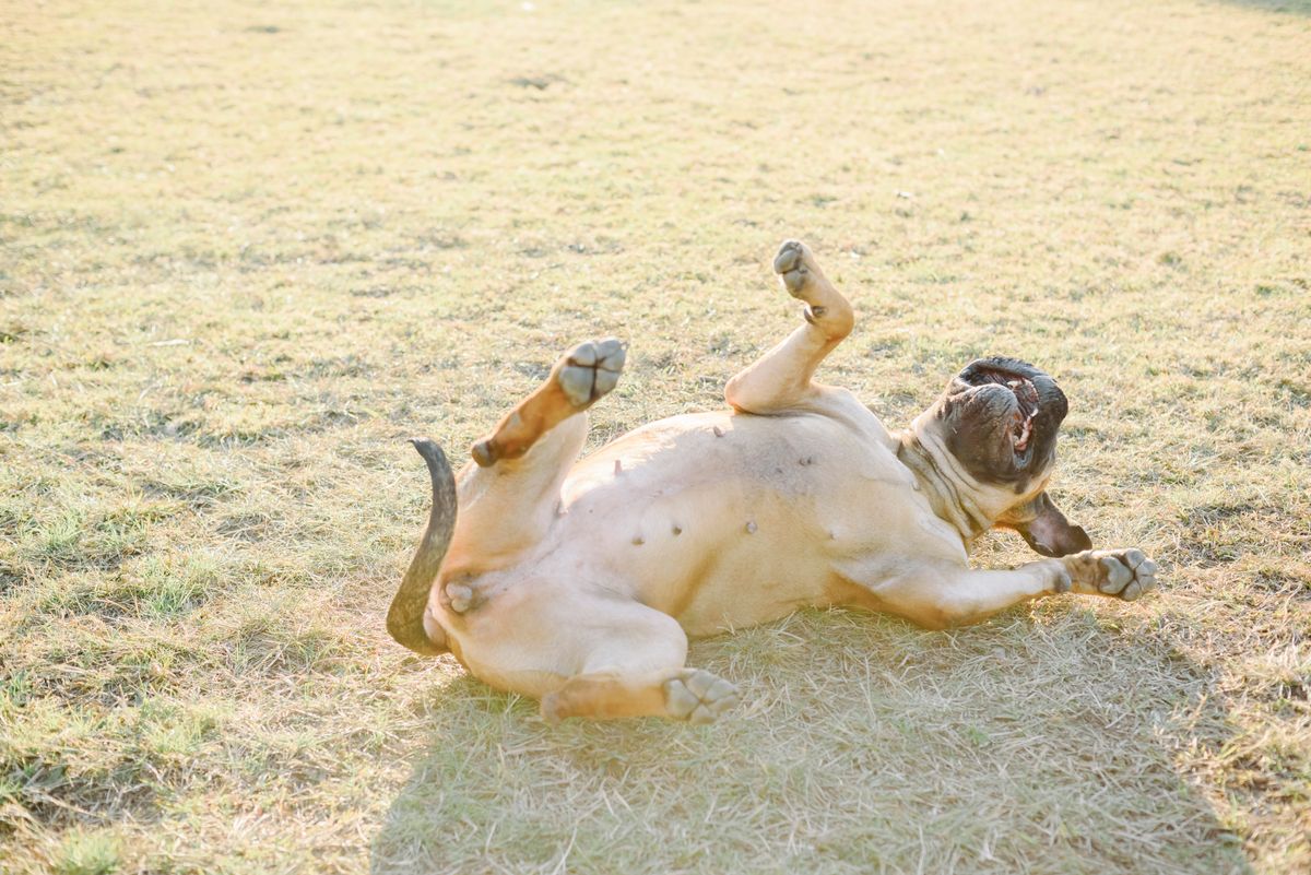 Dog outdoors in grass