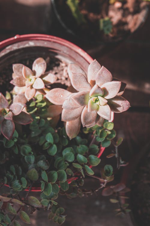 Základová fotografie zdarma na téma botanický, dekorativní, hrnec