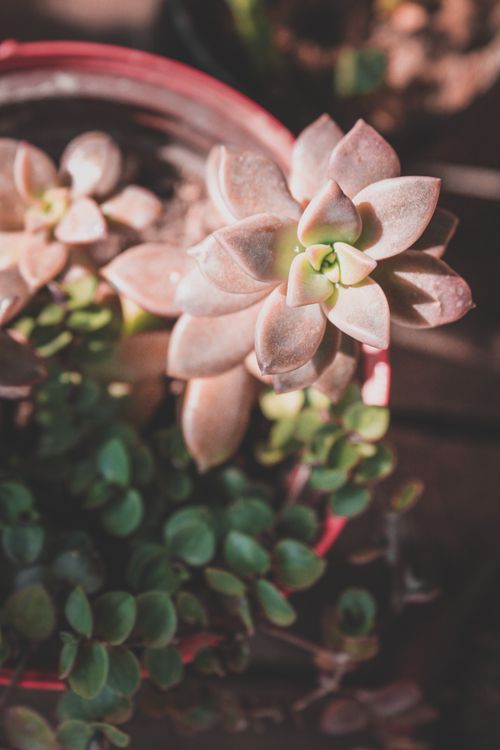 Free A detailed view of succulents in a pot, showcasing growth and natural beauty Stock Photo