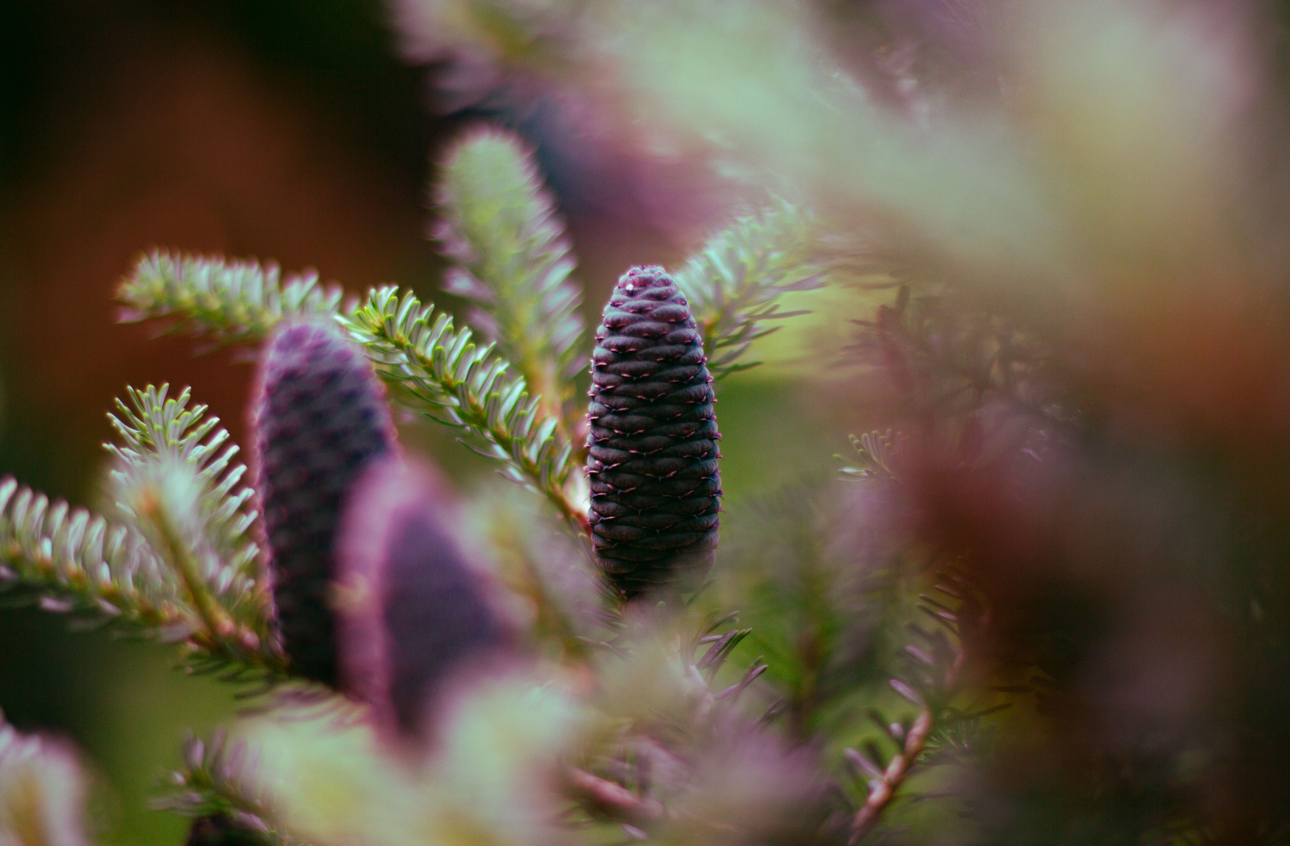 Detailed view of purple pine cones nestled among green fir needles.