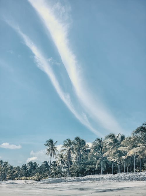 Palm Trees and a Tropical Beach 