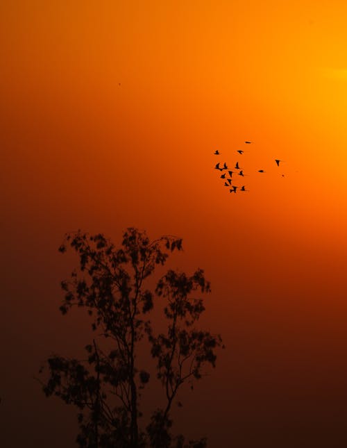 Silhouette of Flying Birds over the Tree during Golden Hour