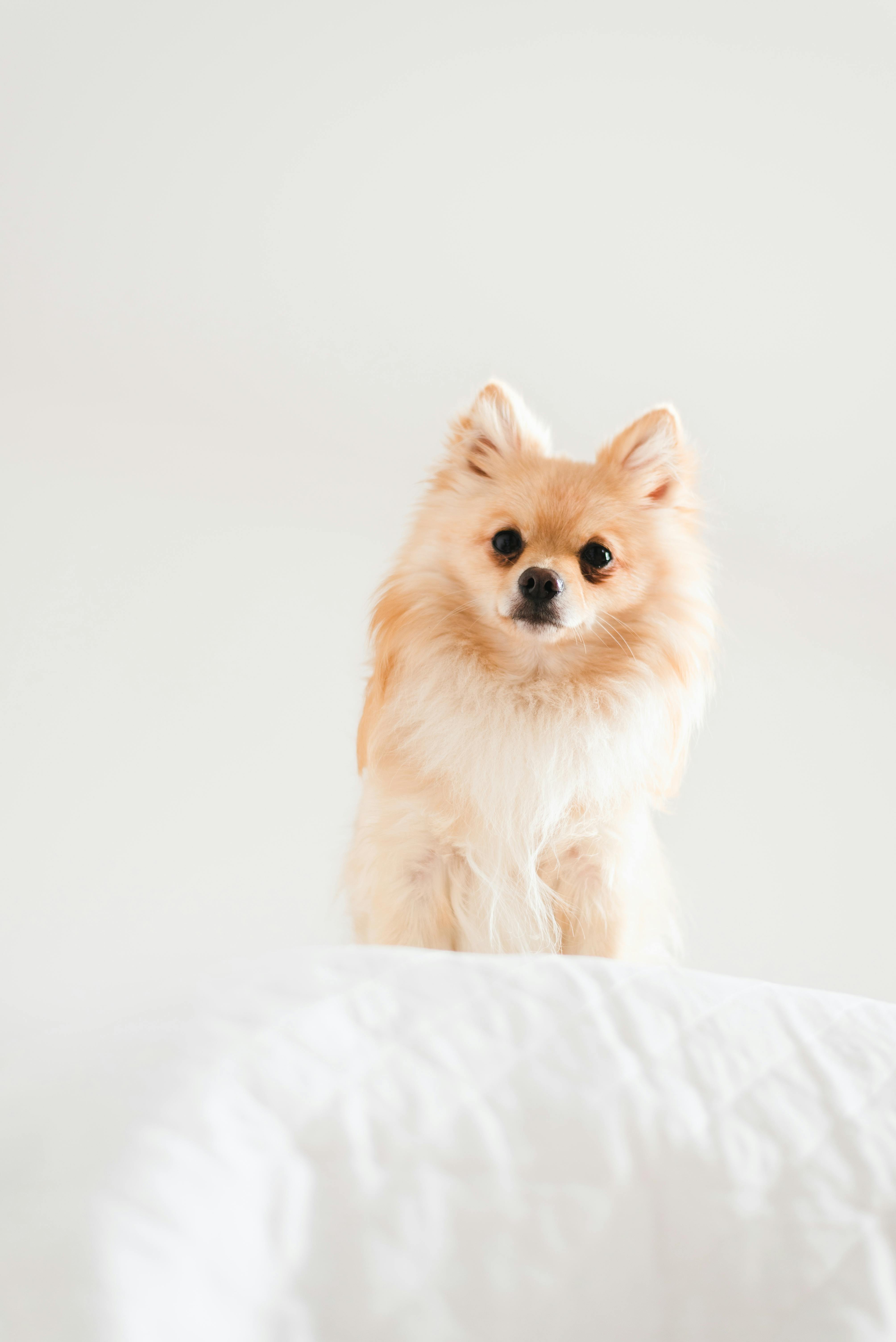 a small dog is sitting on top of a bed