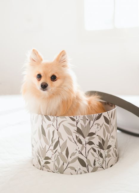 Cute Pomeranian spitz sitting in a floral patterned box, looking charming.