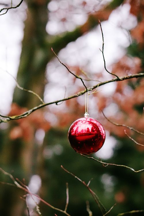 Free A striking red Christmas ornament hanging on a bare tree branch outdoors in winter. Stock Photo