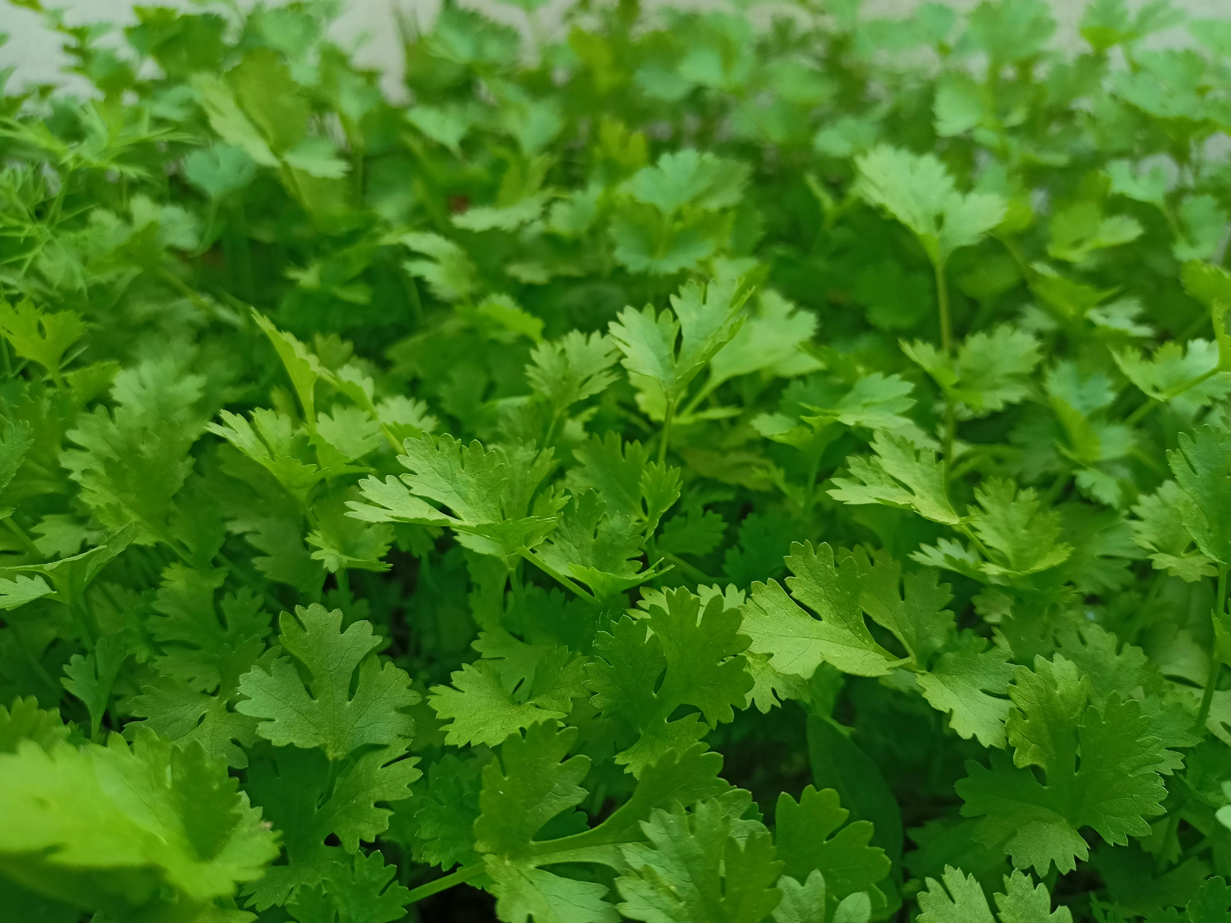 Cilantro Wansoy - Urban Goes Green Plant Guide