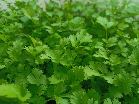 Vibrant close-up of green parsley leaves, capturing natural textures and freshness.
