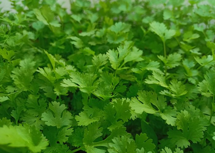 Cilantro Wansoy - Urban Goes Green Plant Guide