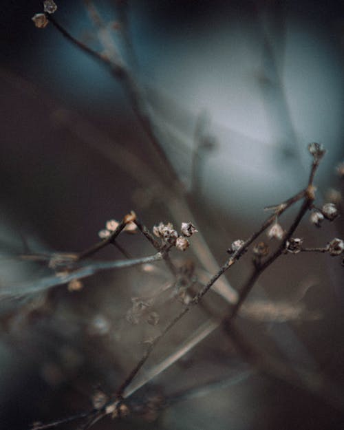 คลังภาพถ่ายฟรี ของ ธรรมชาติ, พืชเก่า, ฤดูหนาว