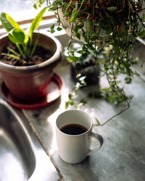 Coffee, Black Coffee, House plants and coffee