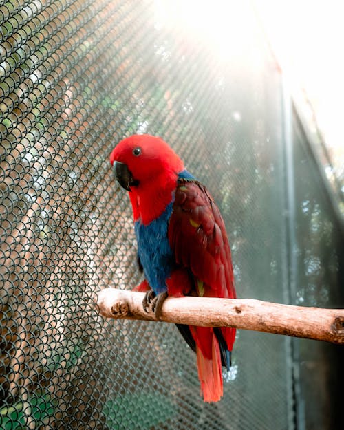 loroparque, 動物園, 永遠想知道 的 免費圖庫相片