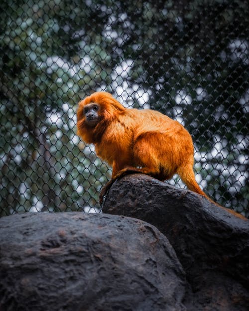 animalphotography, 動物園, 猴子 的 免費圖庫相片