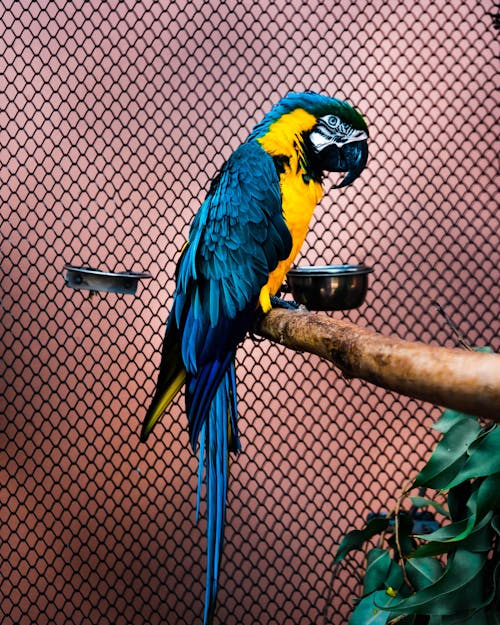 加那利群島, 動物園, 動物攝影 的 免費圖庫相片