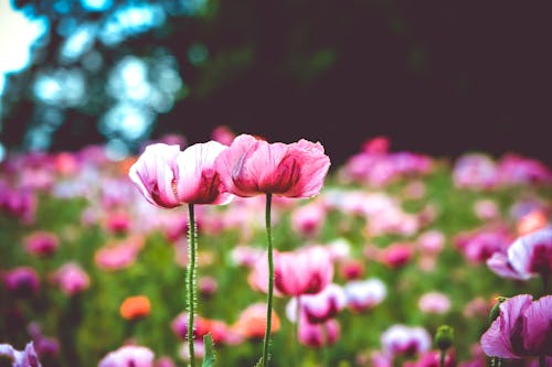 açan çiçekler, afyon çiçekleri, arka plan bulanık içeren Ücretsiz stok fotoğraf