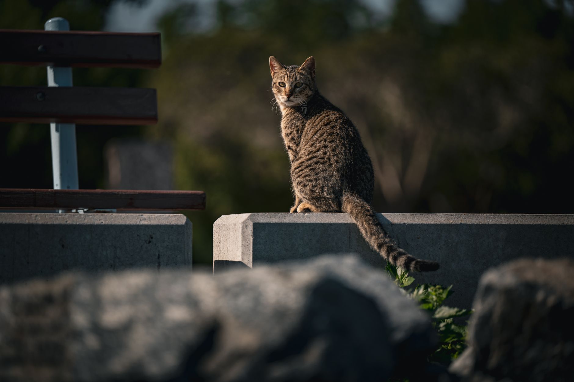 A tabby cat sits on a ledge in Kuwait City, capturing a serene outdoor scene.