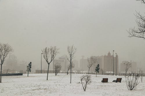 Gratis Fotos de stock gratuitas de árboles desnudos, ciudad, clima frío Foto de stock