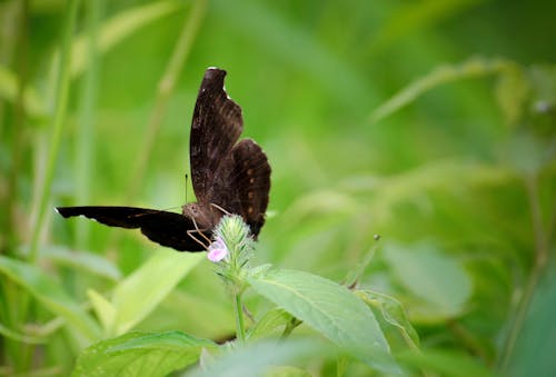 Close-Up Photo of Black Butterfly perched on Plant