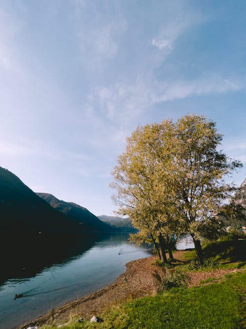 Photos gratuites de arbres, berge, ciel clair