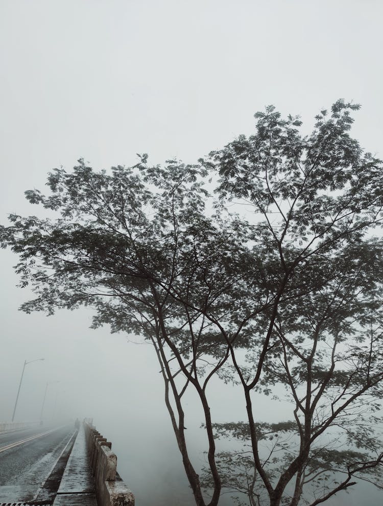 Silhouette Of Tree During Foggy Weather