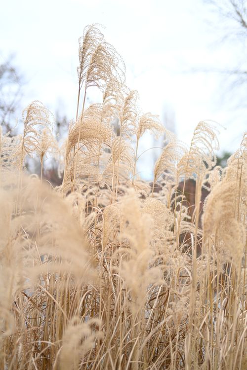 Free Close-up of golden reeds in a soft breeze, creating a natural texture. Stock Photo