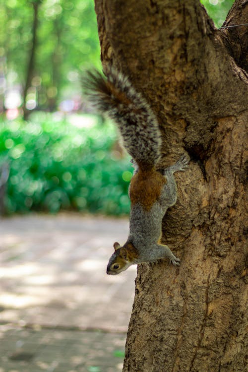 Foto profissional grátis de animal selvagem, esquilo, fotografia animal