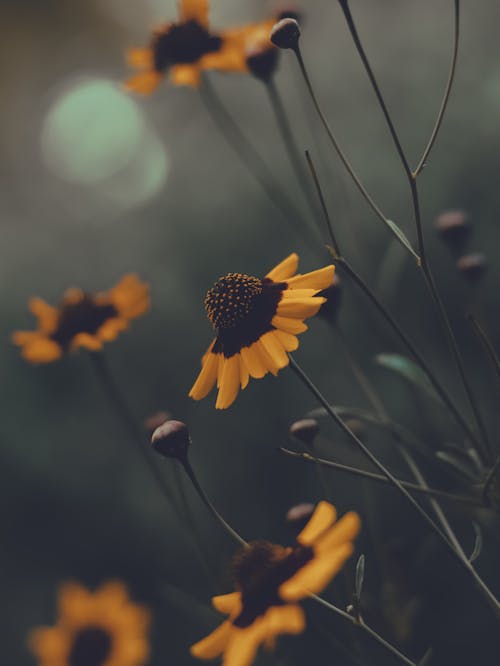 Close Up Photo of Yellow Flowers