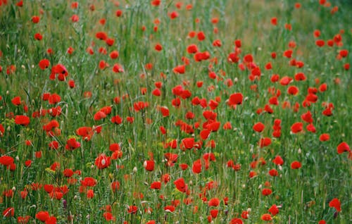 增長, 植物群, 紅色的花朵 的 免费素材图片