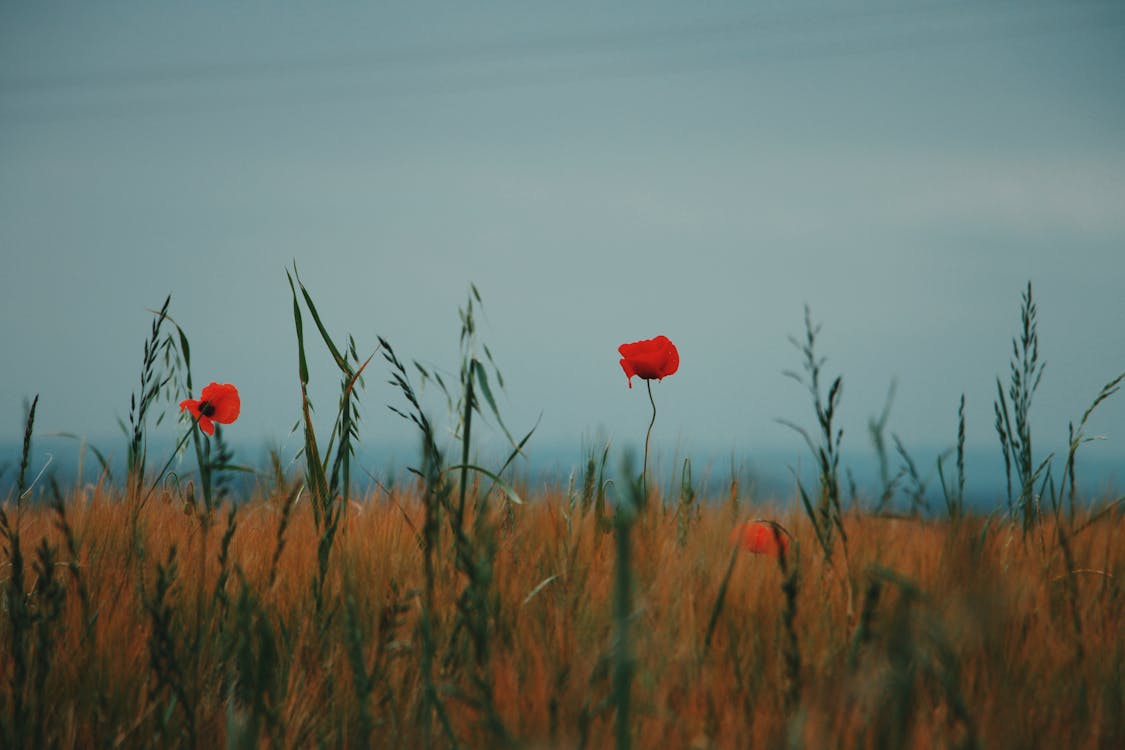 Poppy Flowers Growing in Countryside