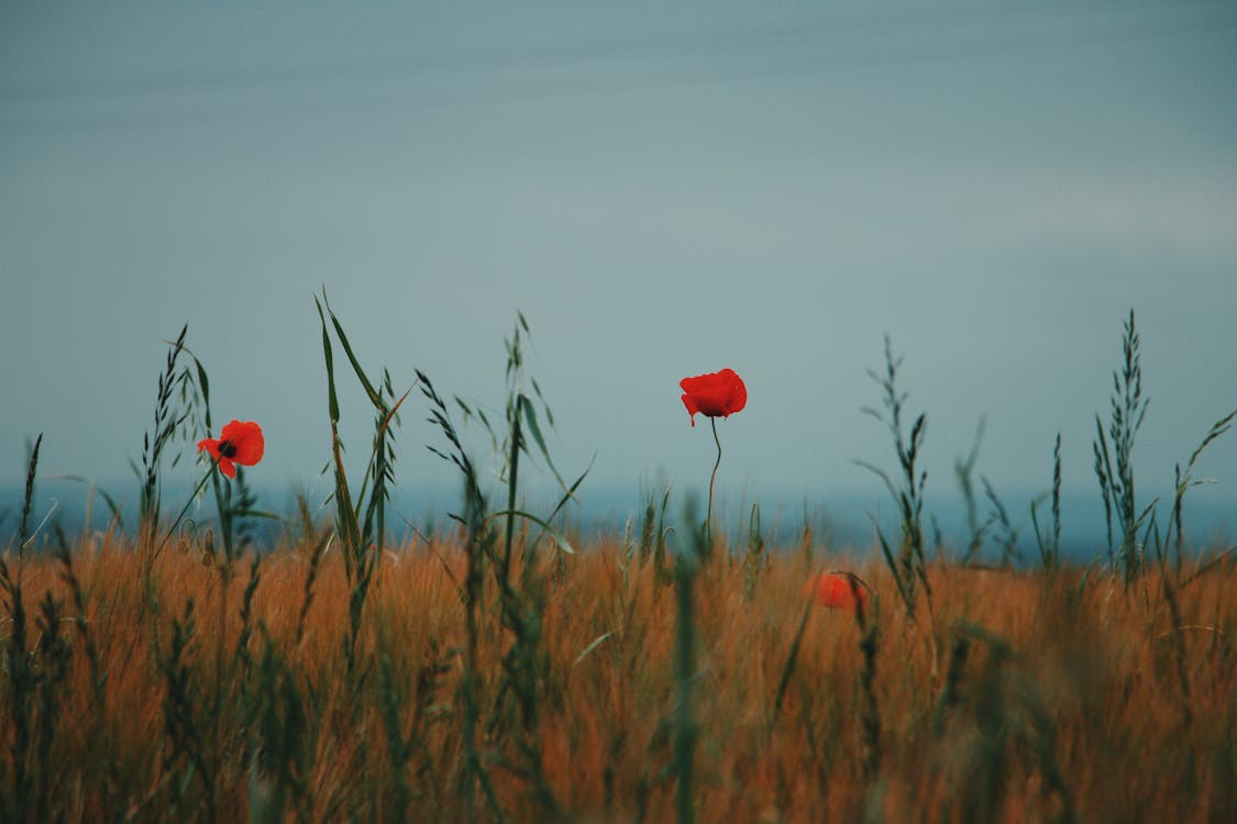 Ingyenes stockfotó mák, mező, növekvő témában