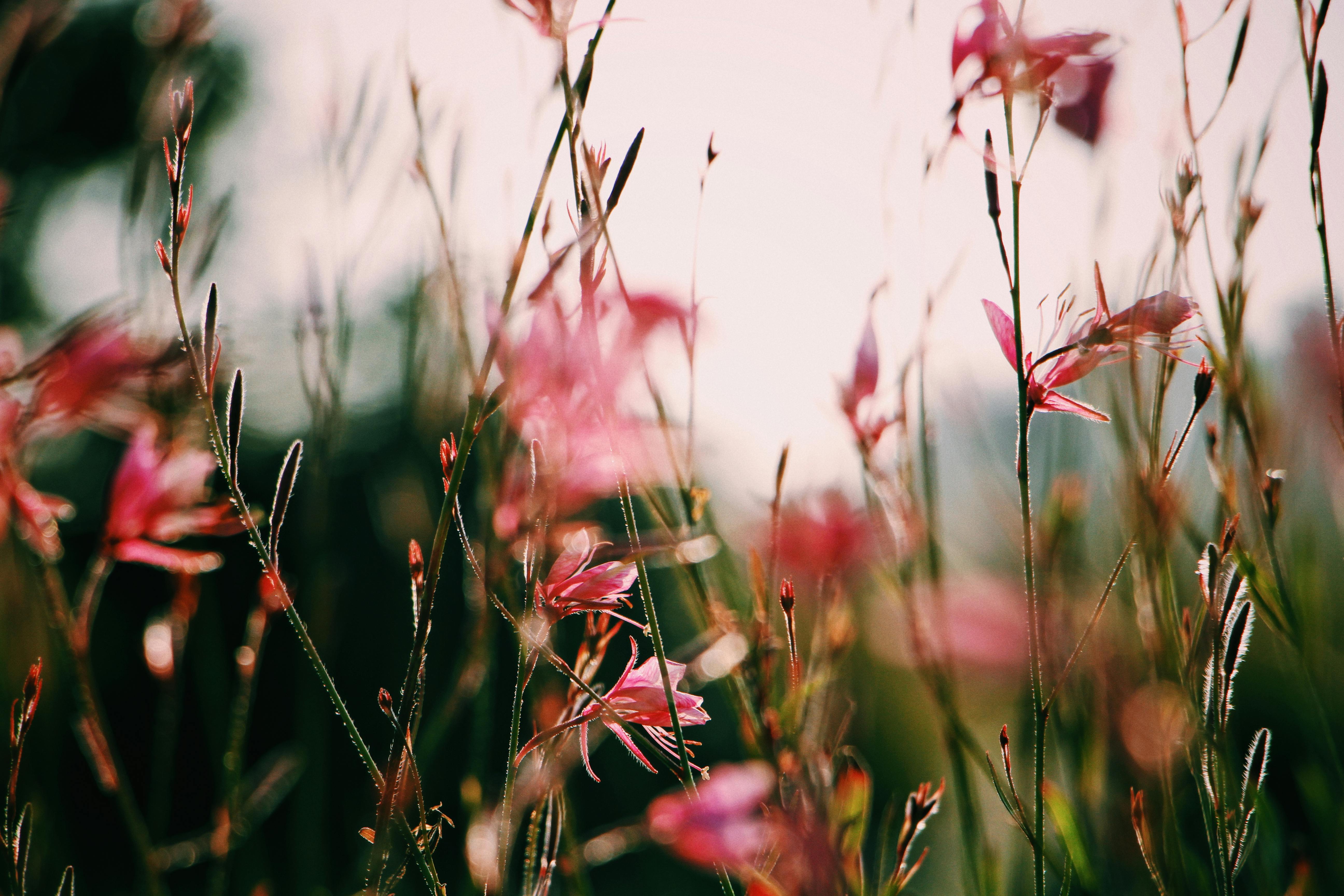 A close-up of vibrant pink flowers blooming in a sunny summer field, capturing nature's beauty.