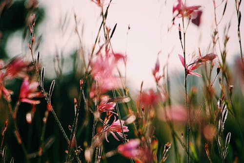 คลังภาพถ่ายฟรี ของ กำลังบาน, ดอกไม้, ฤดูร้อน