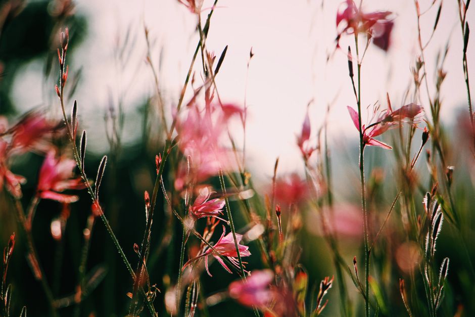 A close-up of vibrant pink flowers blooming in a sunny summer field, capturing nature's beauty.