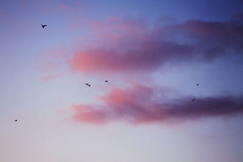 Free A flock of birds gracefully flying against a pink and purple twilight sky, evoking serenity. Stock Photo