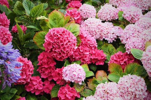 Stunning pink hydrangeas in a garden setting, showcasing nature's vibrant palette.