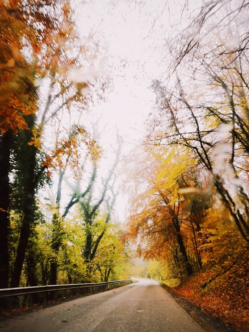 가을, 가지, 나무의 무료 스톡 사진