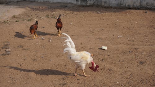 Kostenloses Stock Foto zu bauernhof, hähnchen, henne