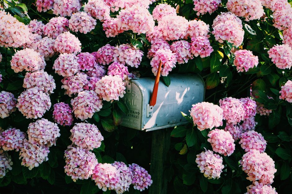 A picturesque scene of a mailbox enveloped by vibrant pink hydrangea blooms against green foliage.