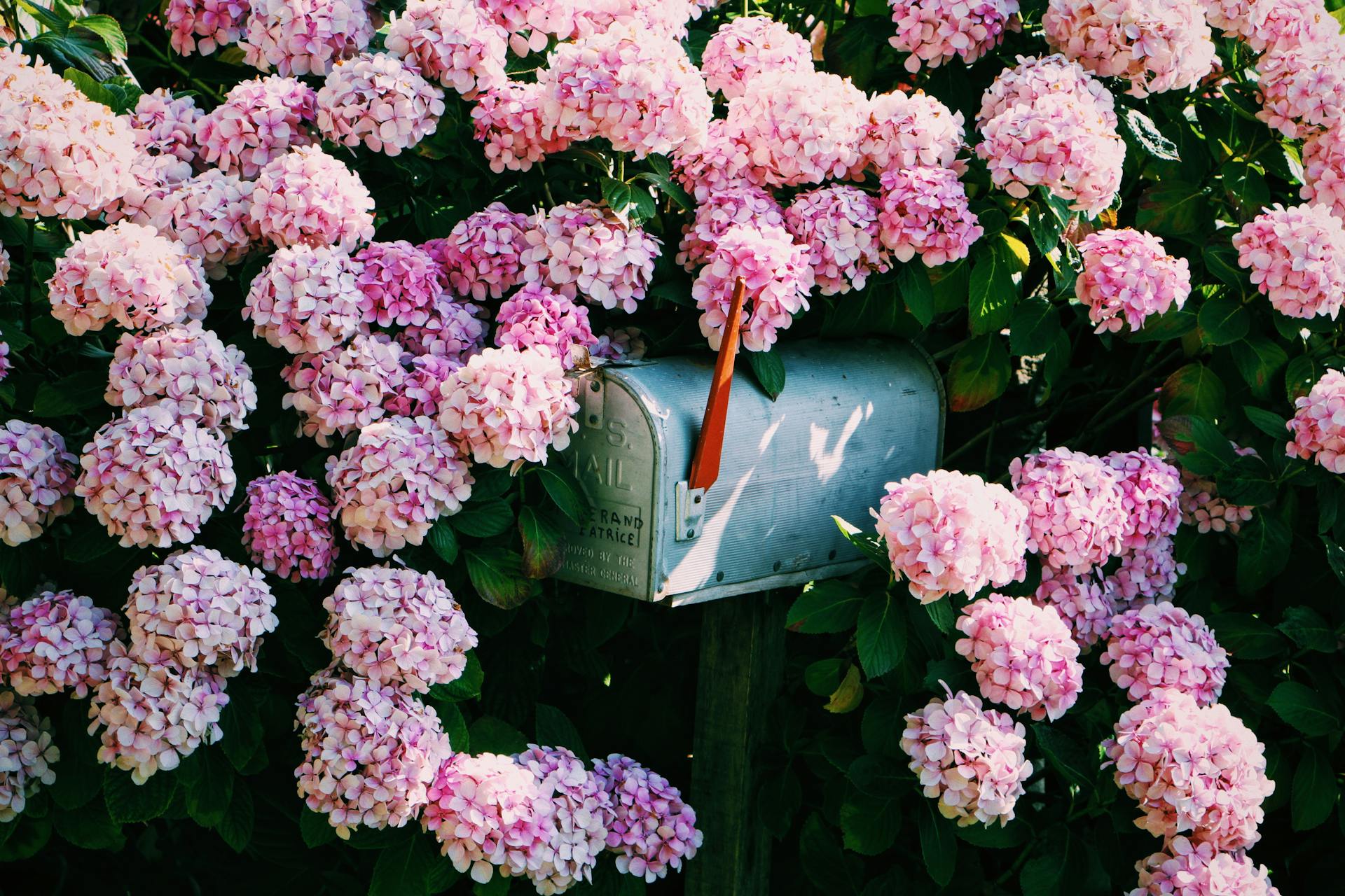 Mailbox in Blooming Shrubs