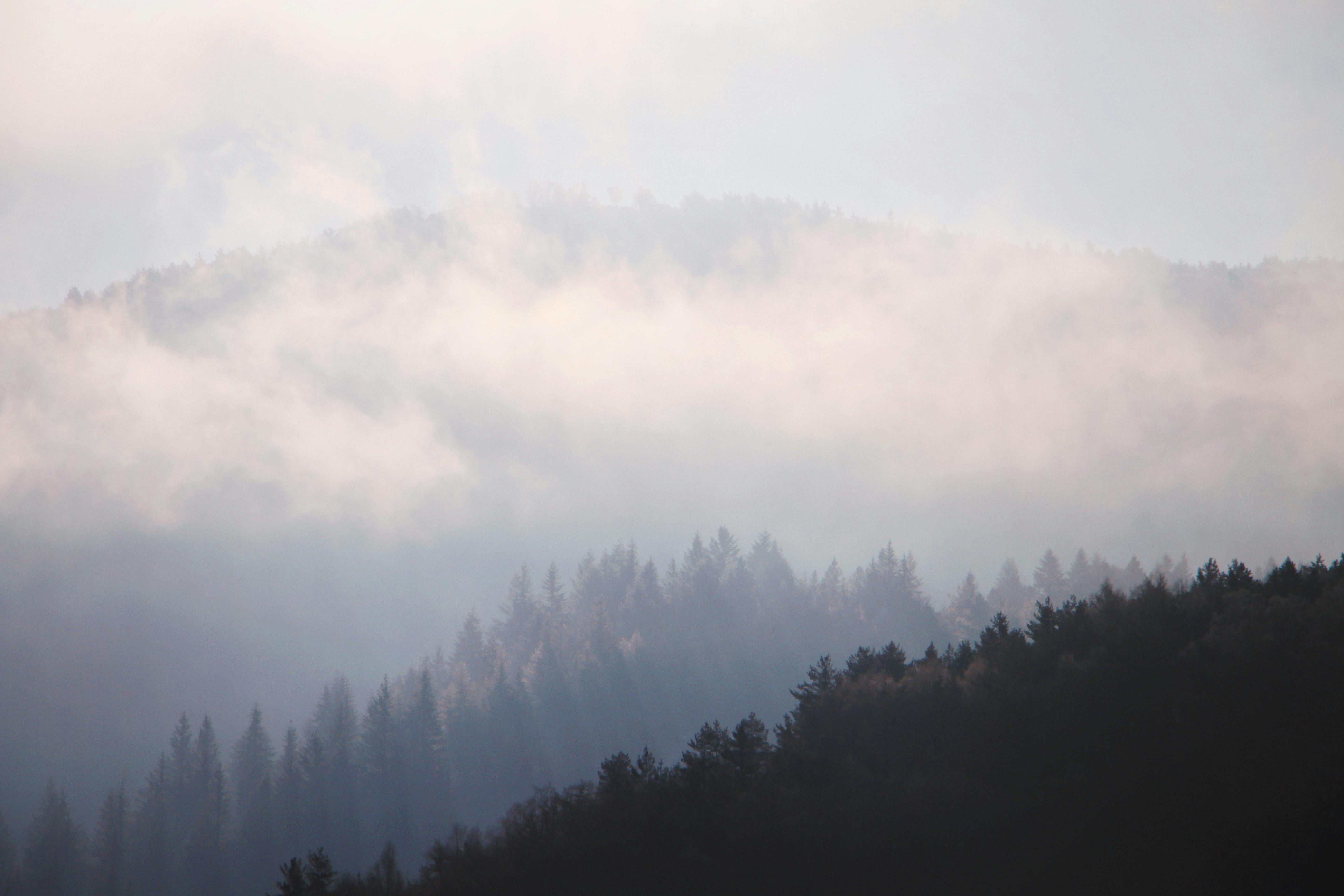 Captivating misty forest landscape with mountains enveloped in fog creating a serene and mysterious ambiance.