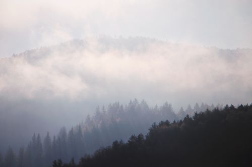 Free Captivating misty forest landscape with mountains enveloped in fog creating a serene and mysterious ambiance. Stock Photo
