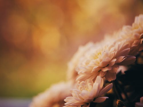 Close-up Photo of a Chrysanthemum Flower 