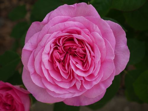 Free A vibrant pink rose captured in full bloom, showcasing intricate petals. Stock Photo