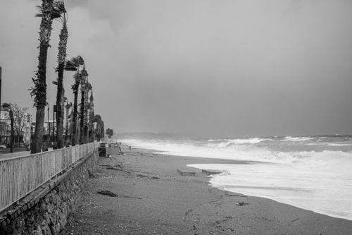 Free Black and white image of a stormy beach with palm trees and crashing waves. Stock Photo