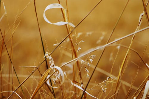 Close-up of Spikes in Fall Field