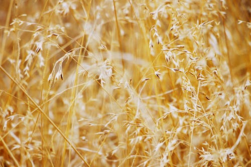 Close-up of Wheat Spikes in Field