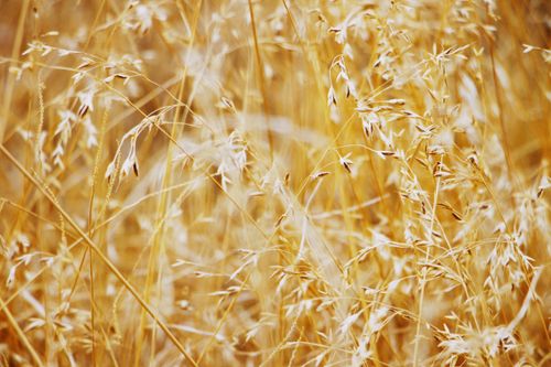 Free Close-up view of golden wheat spikes swaying gently in a rural field. Stock Photo