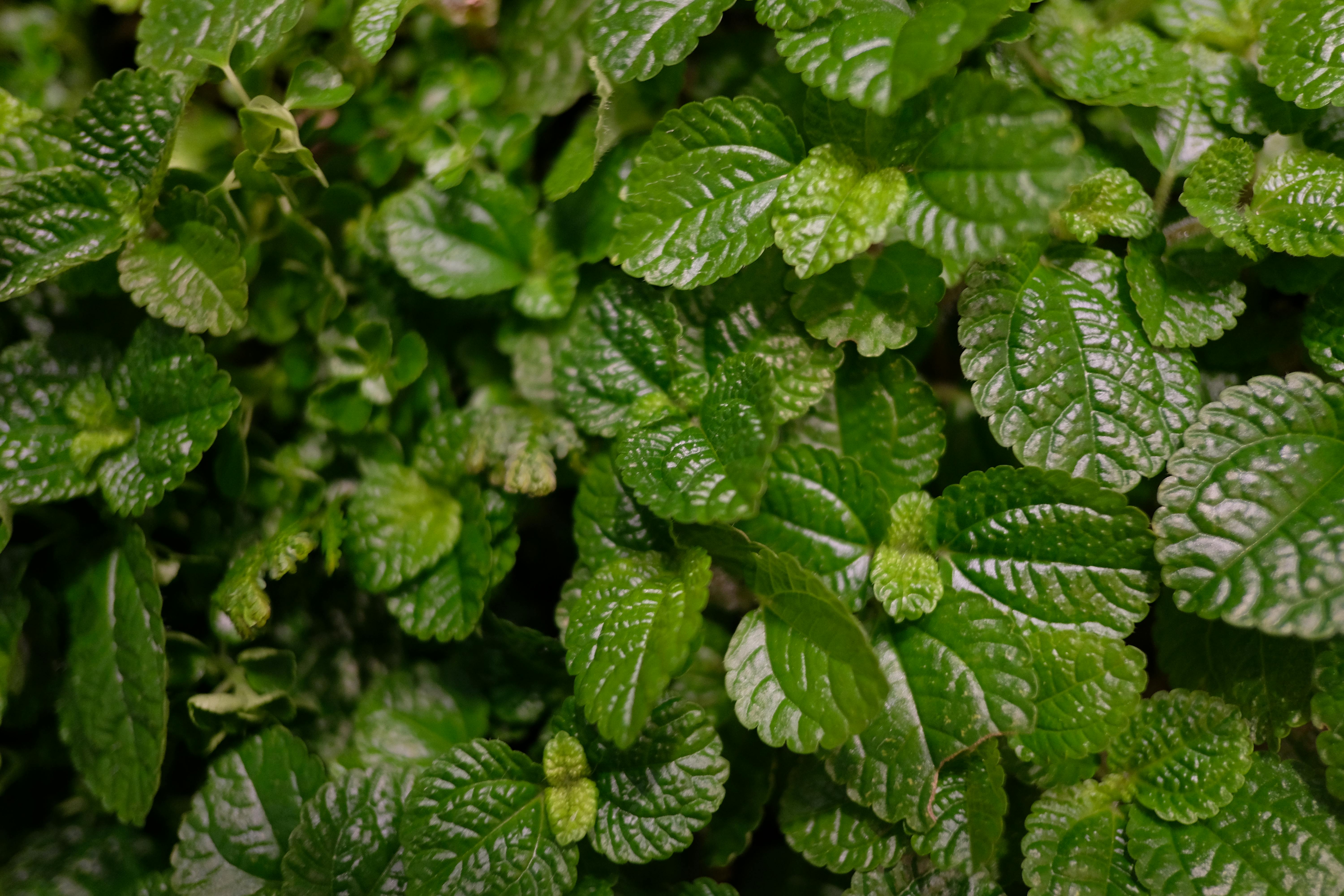 Kostenloses Foto Zum Thema Grun Grunem Hintergrund Minzblatter