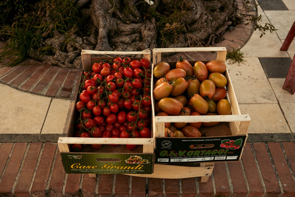 Tomatoes packed in ventilated crates travel better than in sacks.